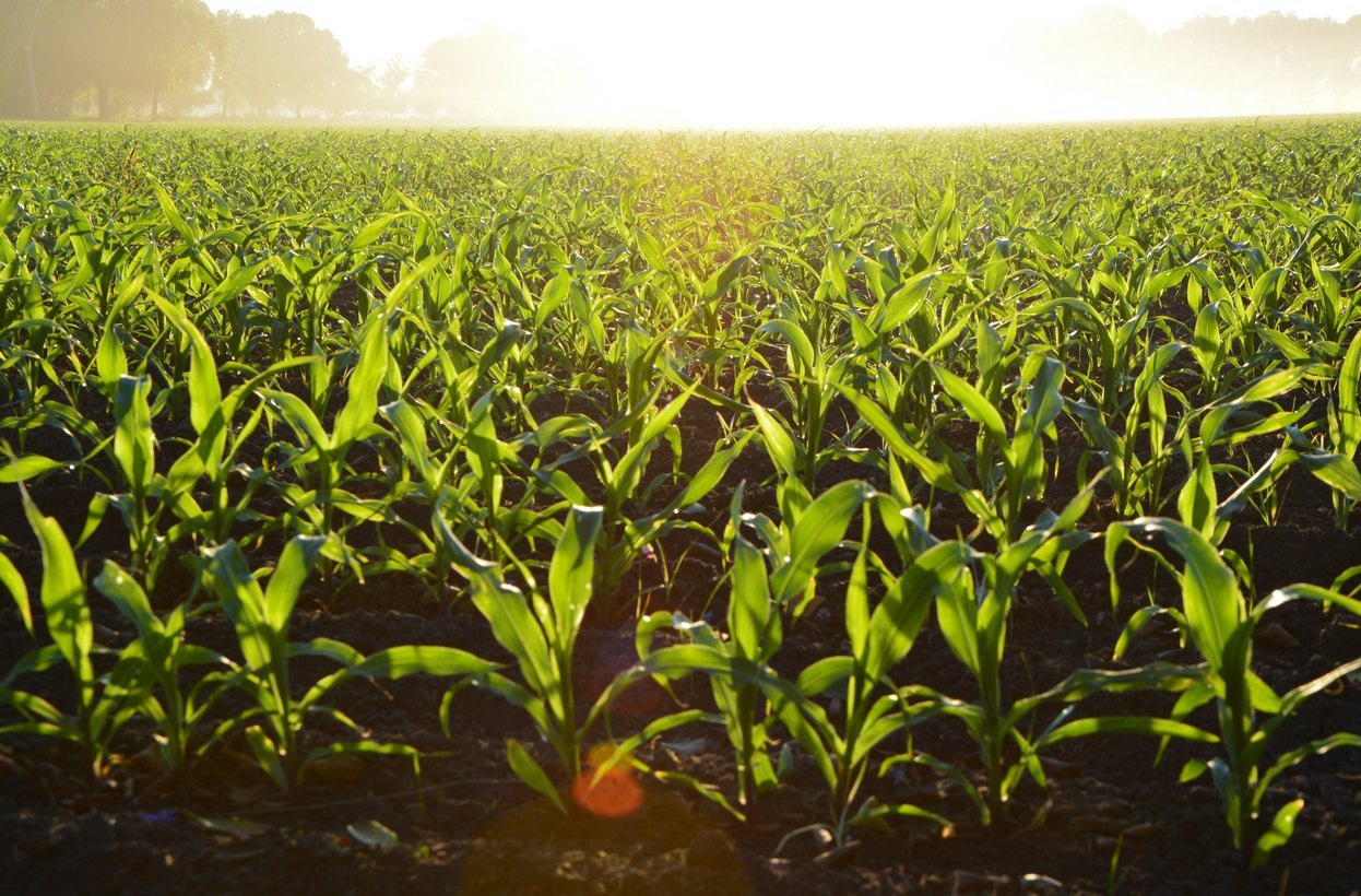 Hoeve Roorda Biologische producten